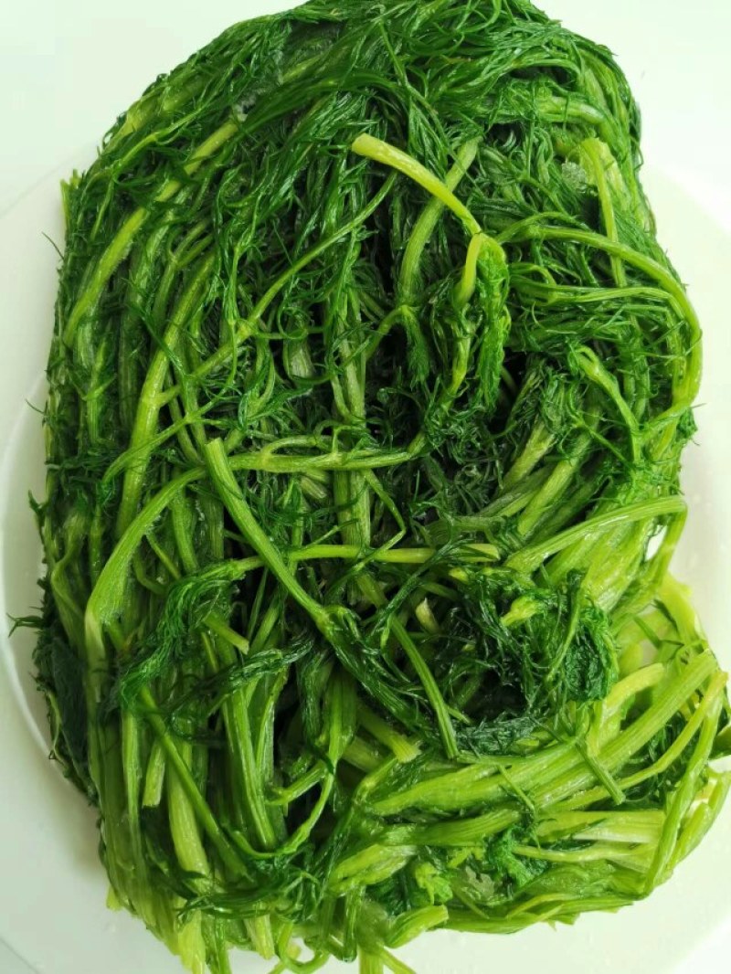 茴香茴香苗茴香菜茴香鲜菜速冻蔬菜