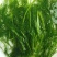 茴香茴香苗茴香菜茴香鲜菜速冻蔬菜