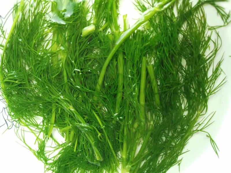 茴香茴香苗茴香菜茴香鲜菜速冻蔬菜