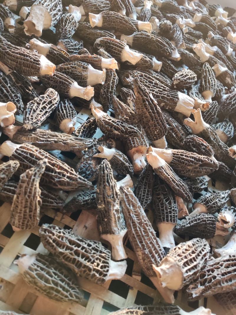 现货头茬羊肚菌干货-可视频看货