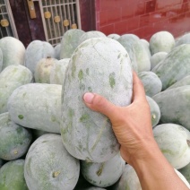 水果冬瓜大量上货2到4斤品质保障量大优惠