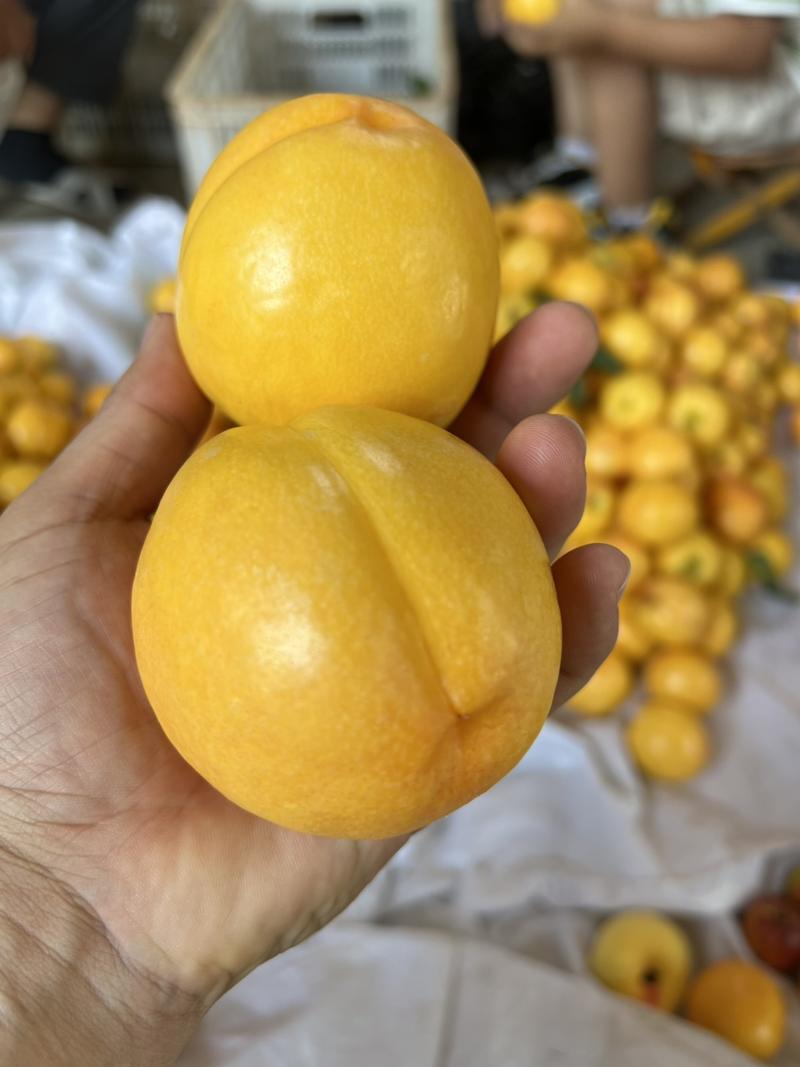 沂蒙山蜜桃大量上市，黄油桃红油桃，红毛桃，黄毛桃货源充足