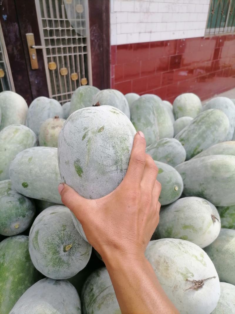 水果冬瓜大量上货2到4斤品质保障量大优惠