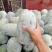 水果冬瓜大量上货2到4斤品质保障量大优惠