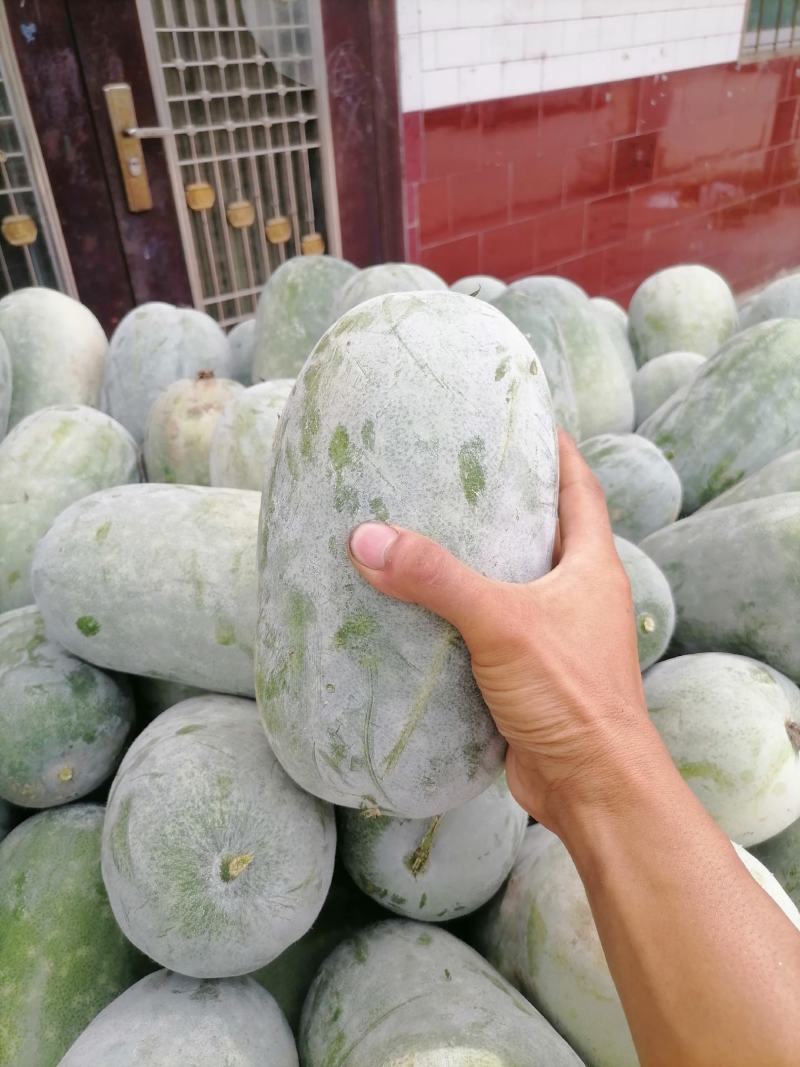 水果冬瓜大量上货2到4斤品质保障量大优惠