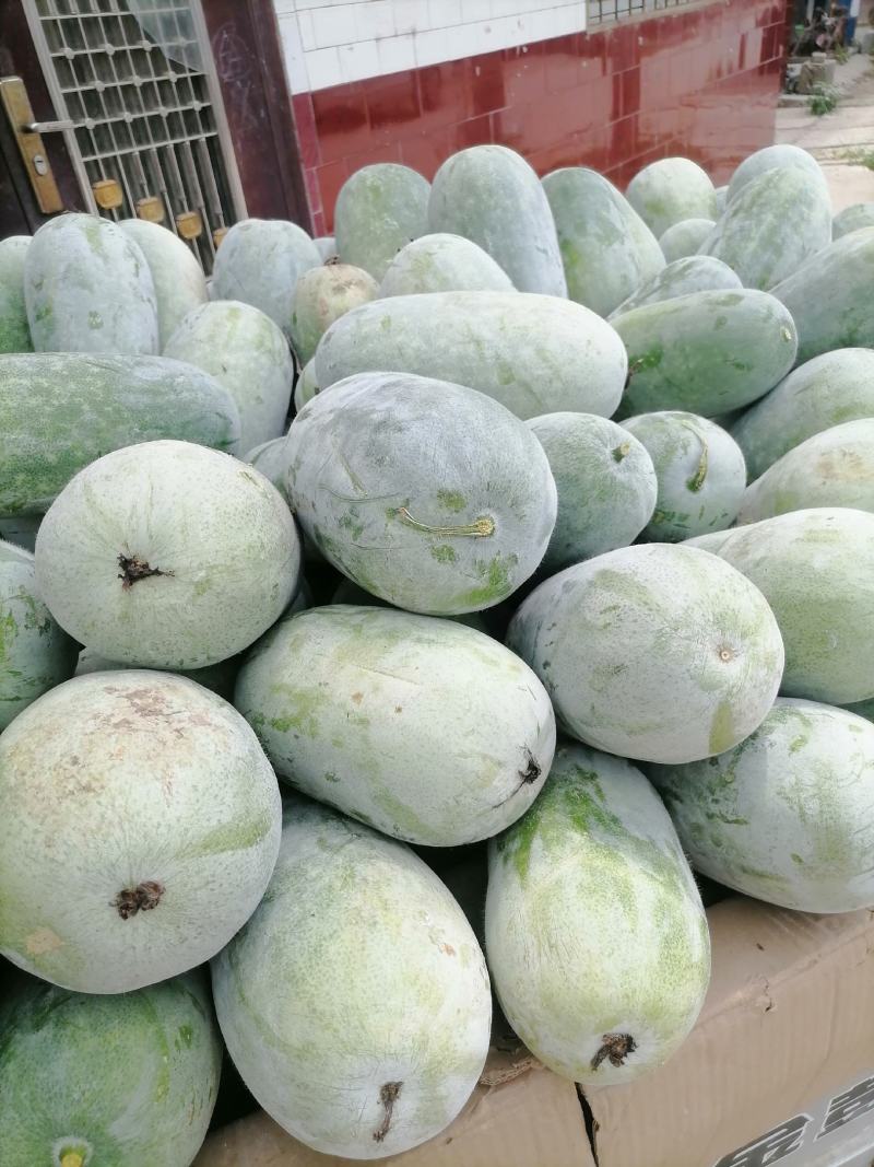 水果冬瓜大量上货2到4斤品质保障量大优惠