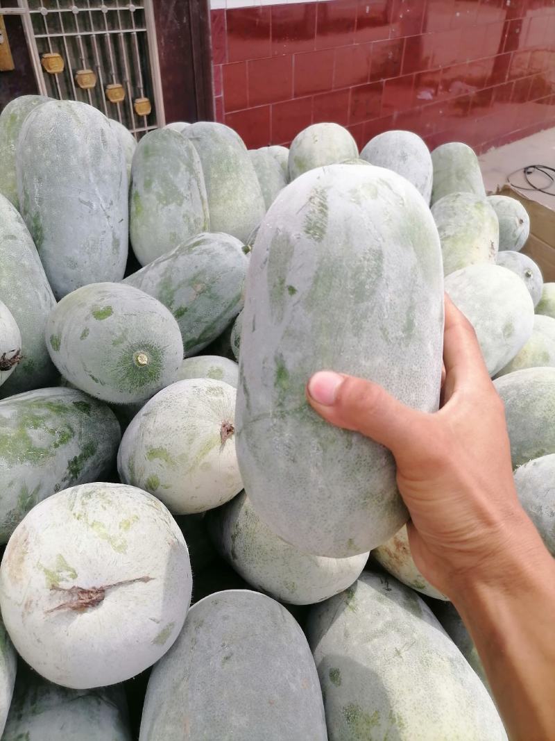水果冬瓜大量上货2到4斤品质保障量大优惠