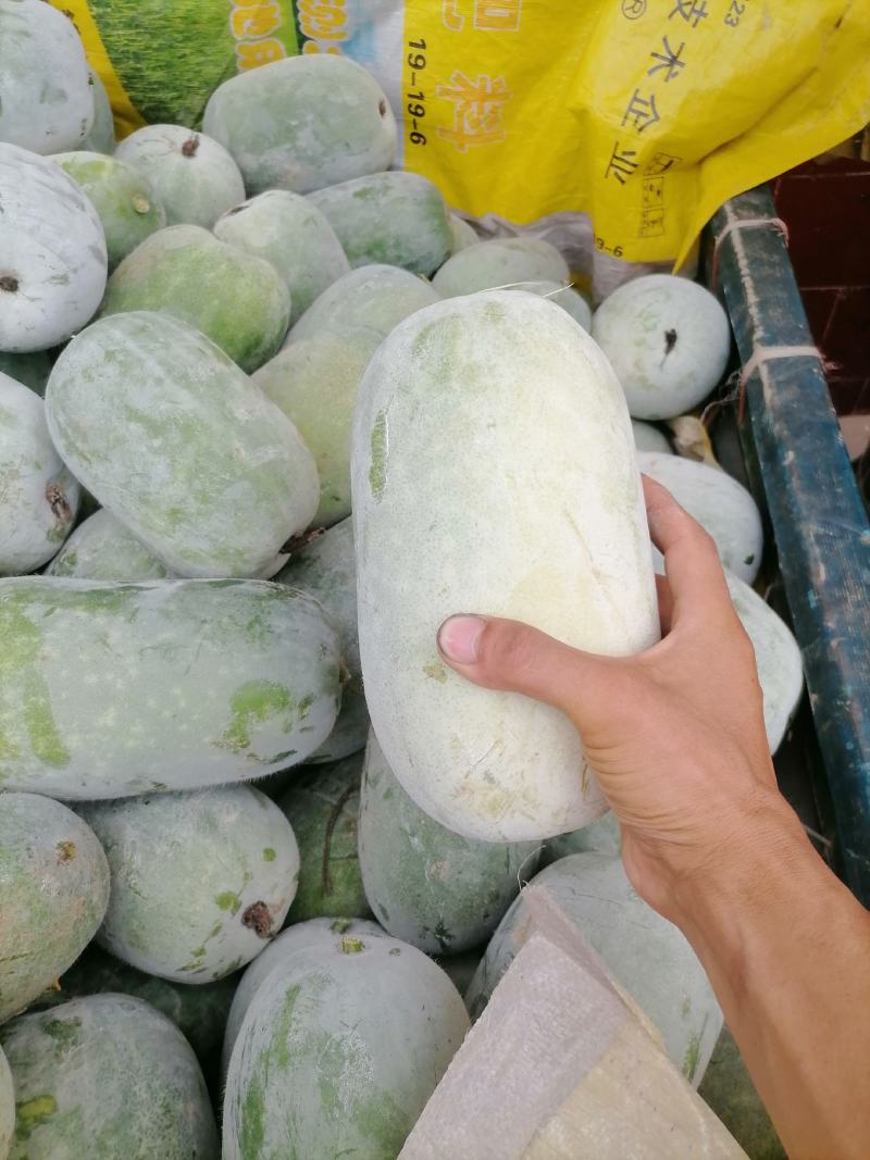 水果冬瓜大量上货2到4斤品质保障量大优惠