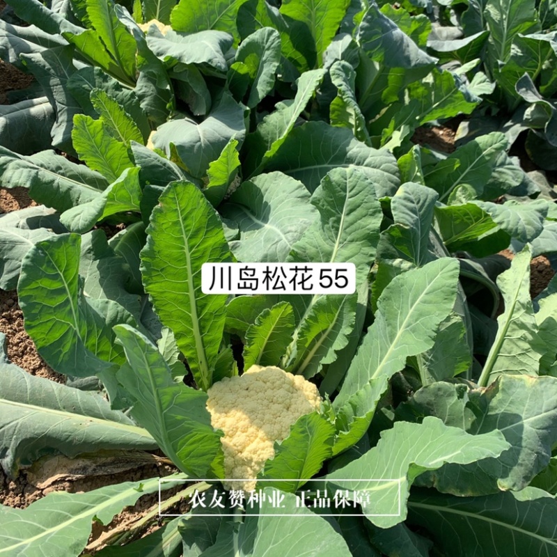 欧兰德川岛松花55松花菜种子早熟耐热花球松，米粒小