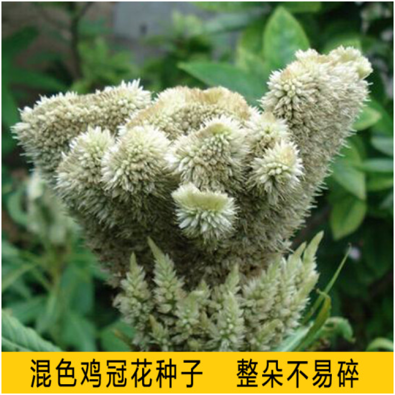 鸡冠花种子四季种易活冠状鸡冠花种子羽状鸡冠花庭院室外花籽
