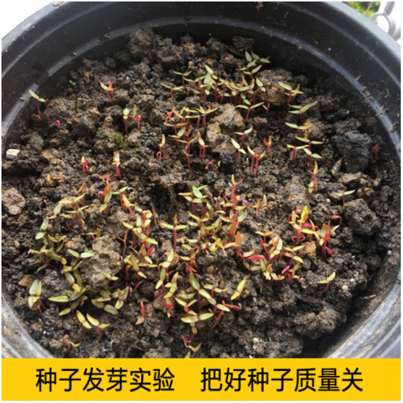鸡冠花种子四季种易活冠状鸡冠花种子羽状鸡冠花庭院室外花籽
