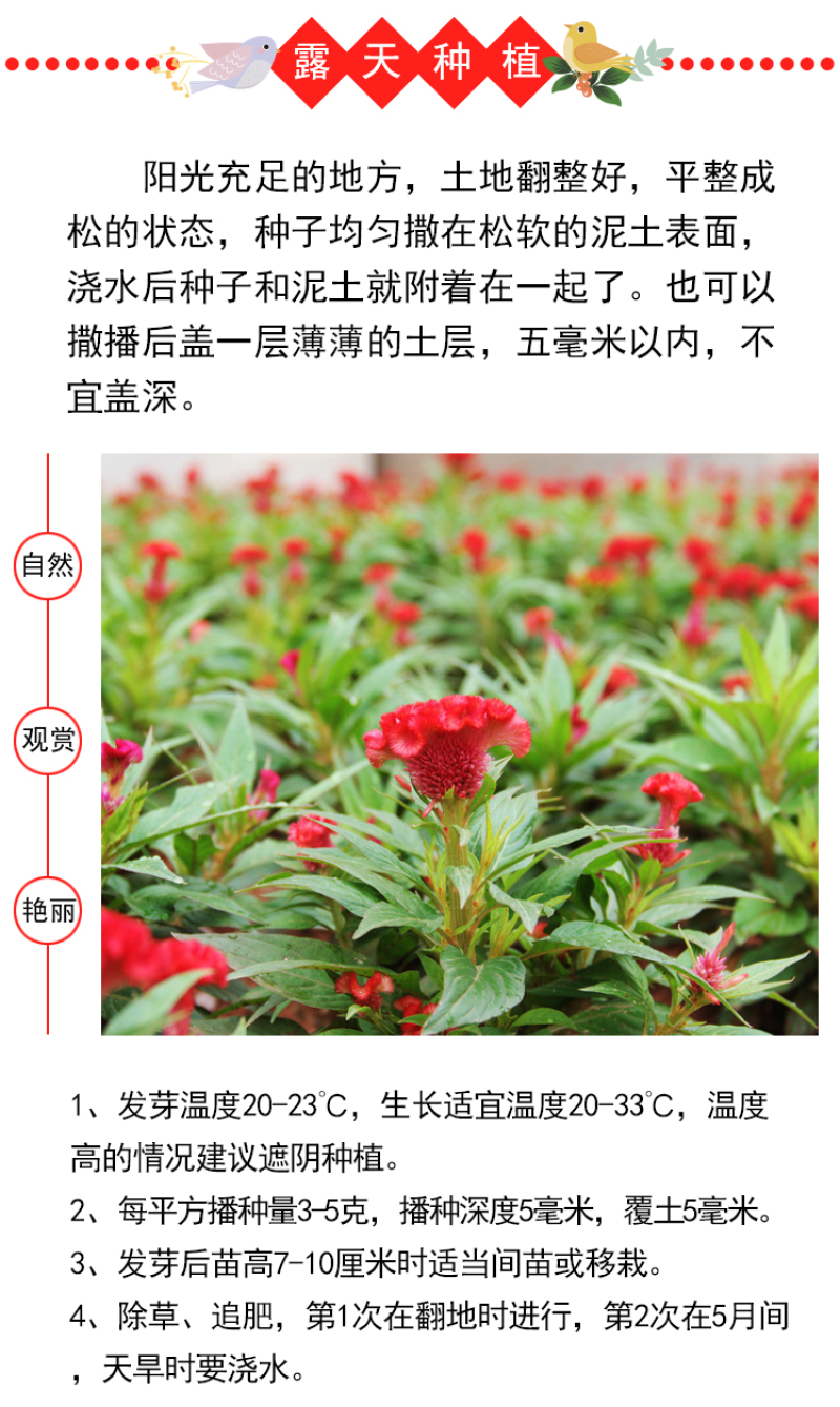 鸡冠花种子四季种易活冠状鸡冠花种子羽状鸡冠花庭院室外花籽
