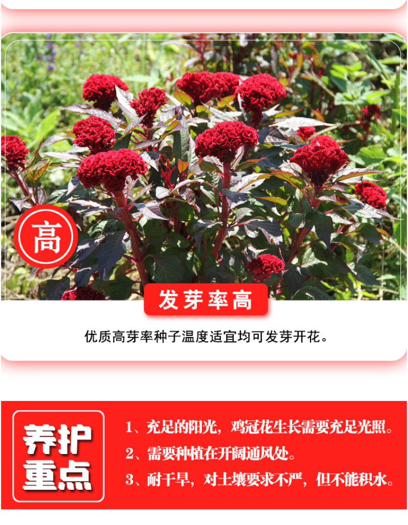 鸡冠花种子四季种易活冠状鸡冠花种子羽状鸡冠花庭院室外花籽