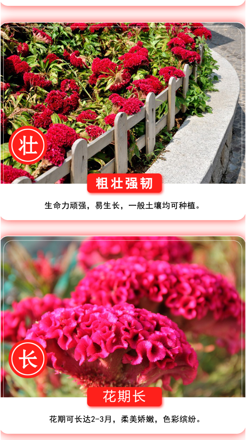 鸡冠花种子四季种易活冠状鸡冠花种子羽状鸡冠花庭院室外花籽
