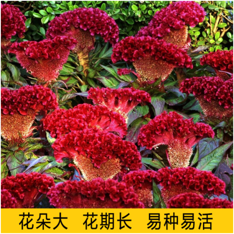 鸡冠花种子四季种易活冠状鸡冠花种子羽状鸡冠花庭院室外花籽