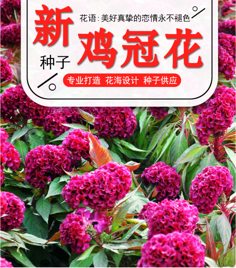 鸡冠花种子四季种易活冠状鸡冠花种子羽状鸡冠花庭院室外花籽