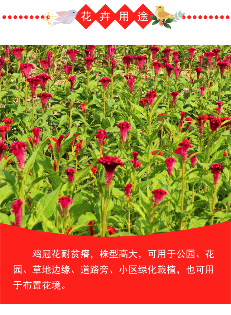 鸡冠花种子四季种易活冠状鸡冠花种子羽状鸡冠花庭院室外花籽