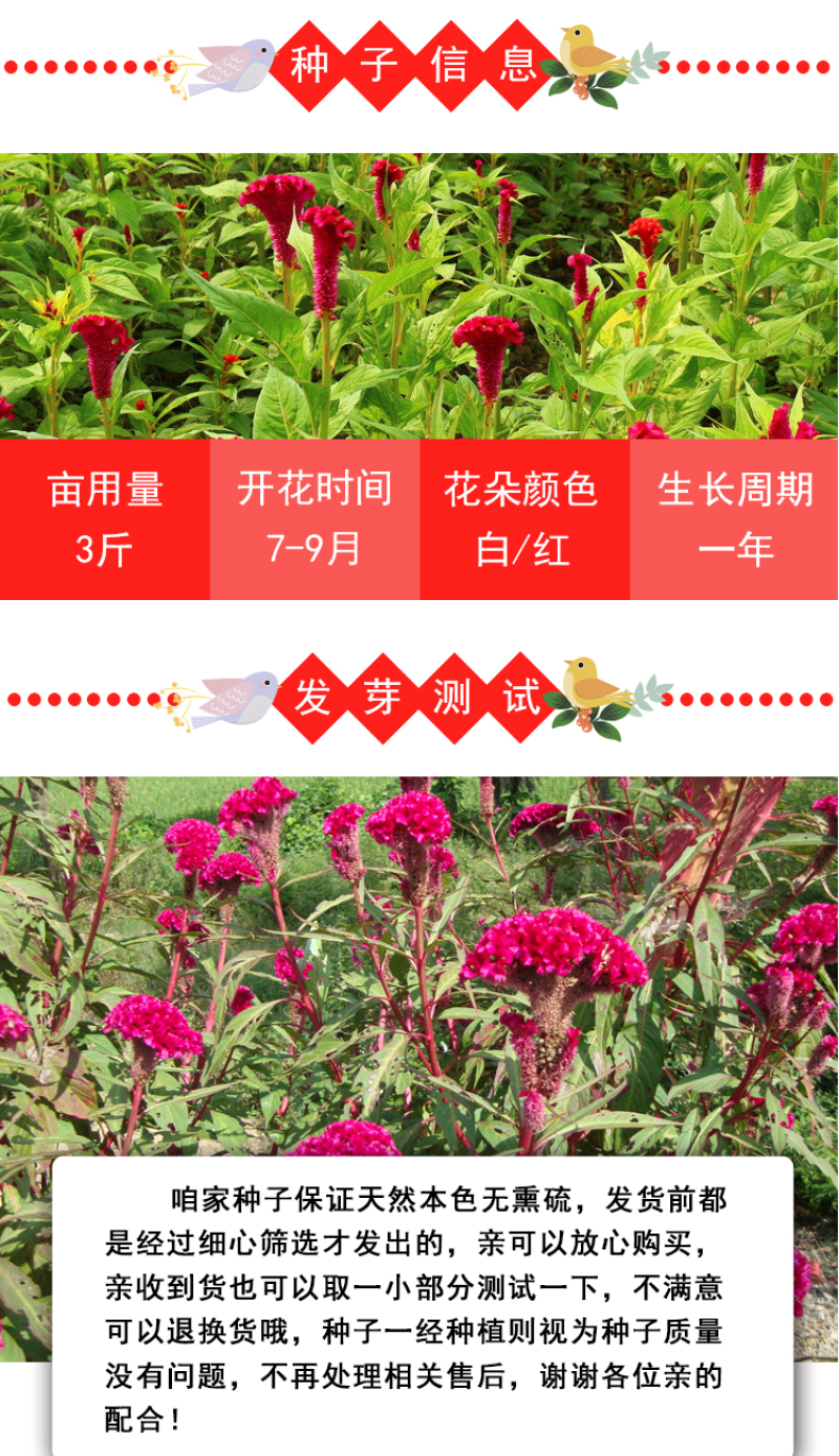 鸡冠花种子四季种易活冠状鸡冠花种子羽状鸡冠花庭院室外花籽