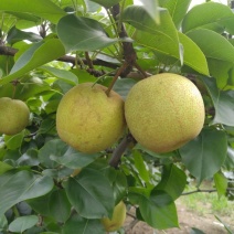 桂林恭城桂花梨