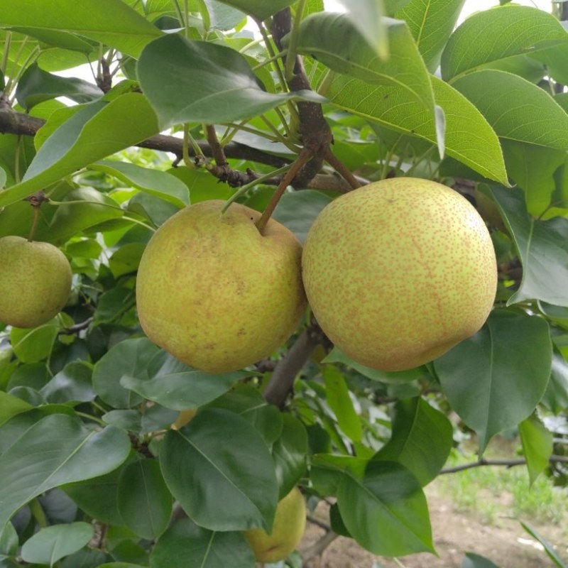 桂林恭城桂花梨