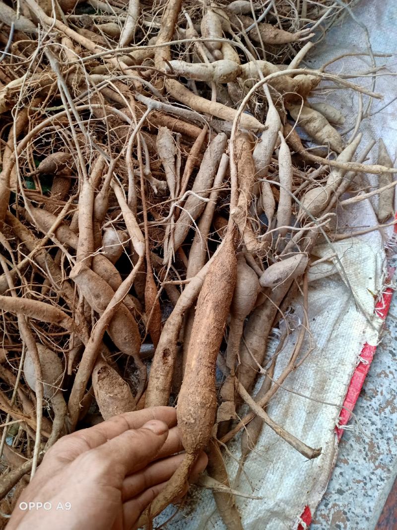 广西野生小叶牛大力刚下山的，煲汤泡酒杠杠滴，香味浓郁入口