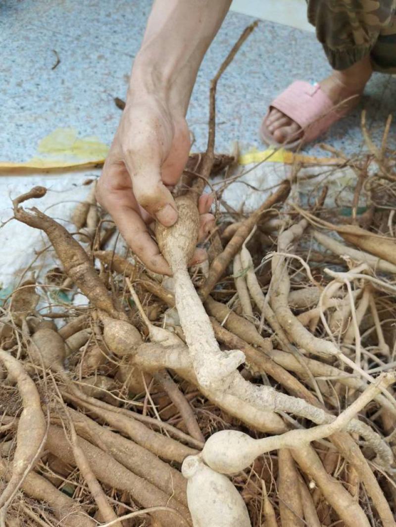 广西野生小叶牛大力刚下山的，煲汤泡酒杠杠滴，香味浓郁入口