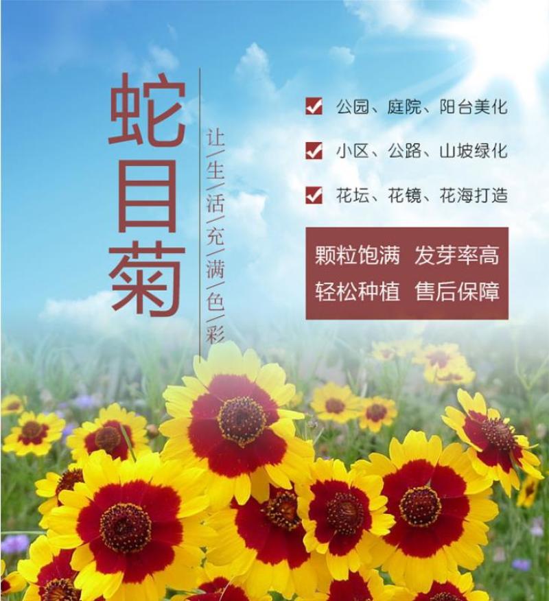 蛇目菊种子四季易种活的阳台盆栽绿植天山雪菊两色金鸡菊花籽