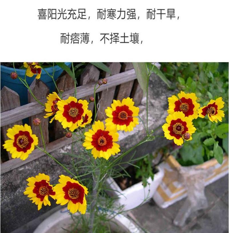 蛇目菊种子四季易种活的阳台盆栽绿植天山雪菊两色金鸡菊花籽