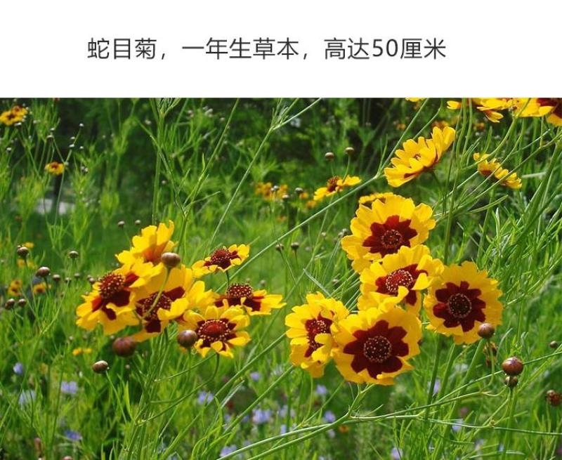 蛇目菊种子四季易种活的阳台盆栽绿植天山雪菊两色金鸡菊花籽