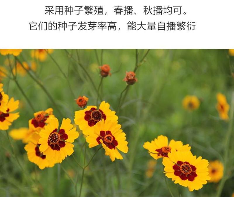 蛇目菊种子四季易种活的阳台盆栽绿植天山雪菊两色金鸡菊花籽