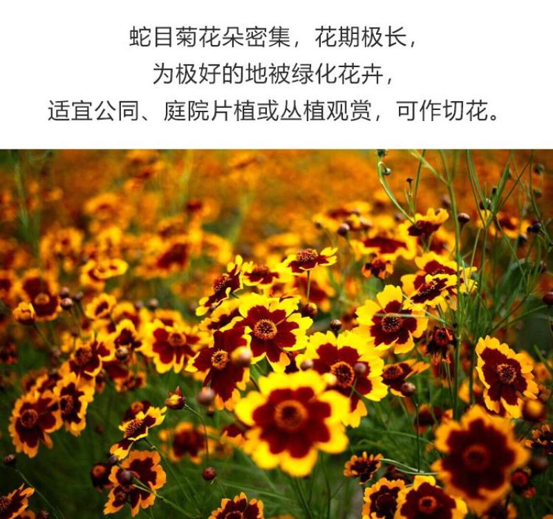 蛇目菊种子四季易种活的阳台盆栽绿植天山雪菊两色金鸡菊花籽