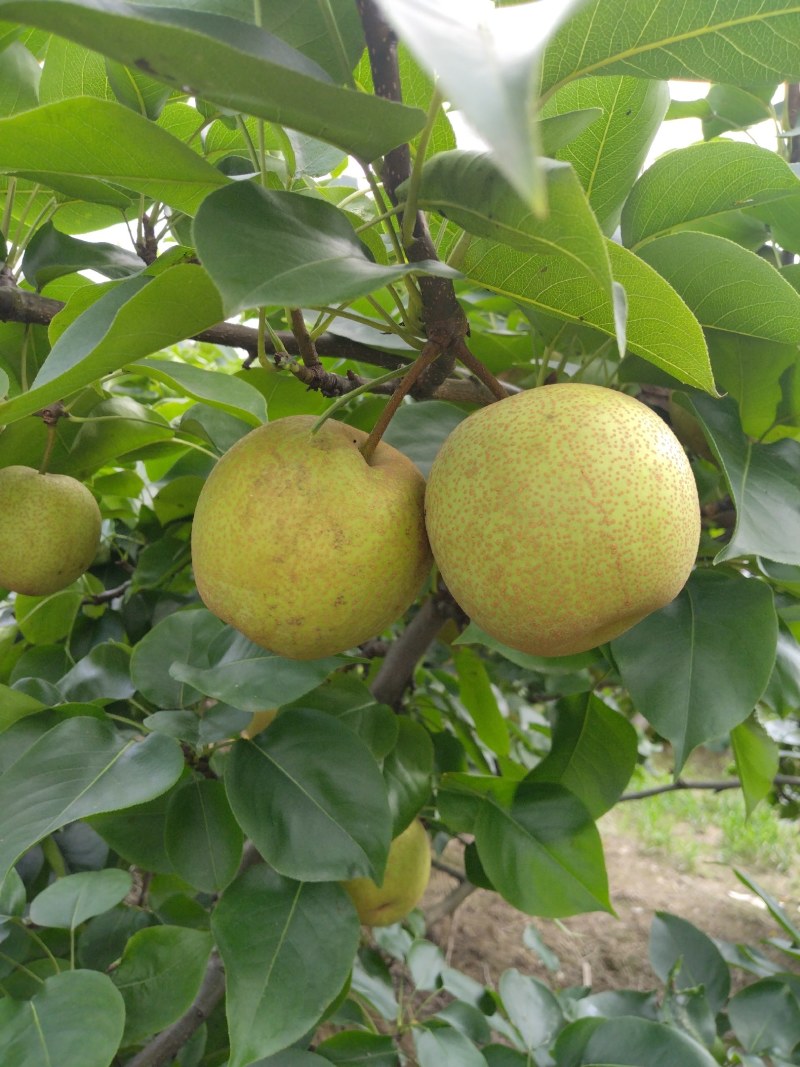 桂林恭城桂花梨