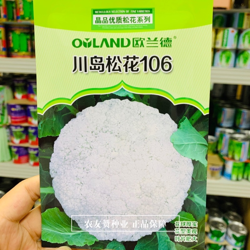 精选优质松花菜种子一代杂交晚熟青梗松花菜种子米粒细小