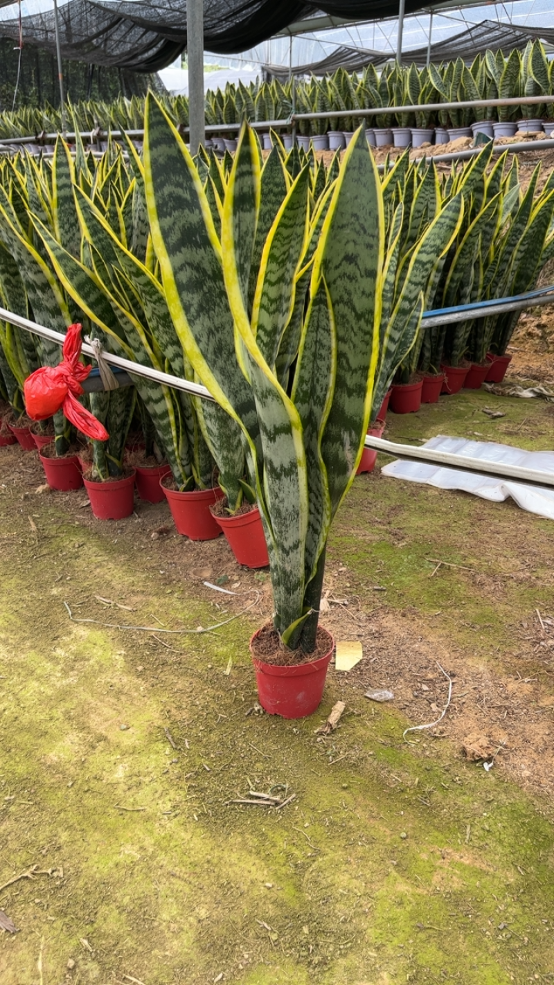 虎皮兰基地直销