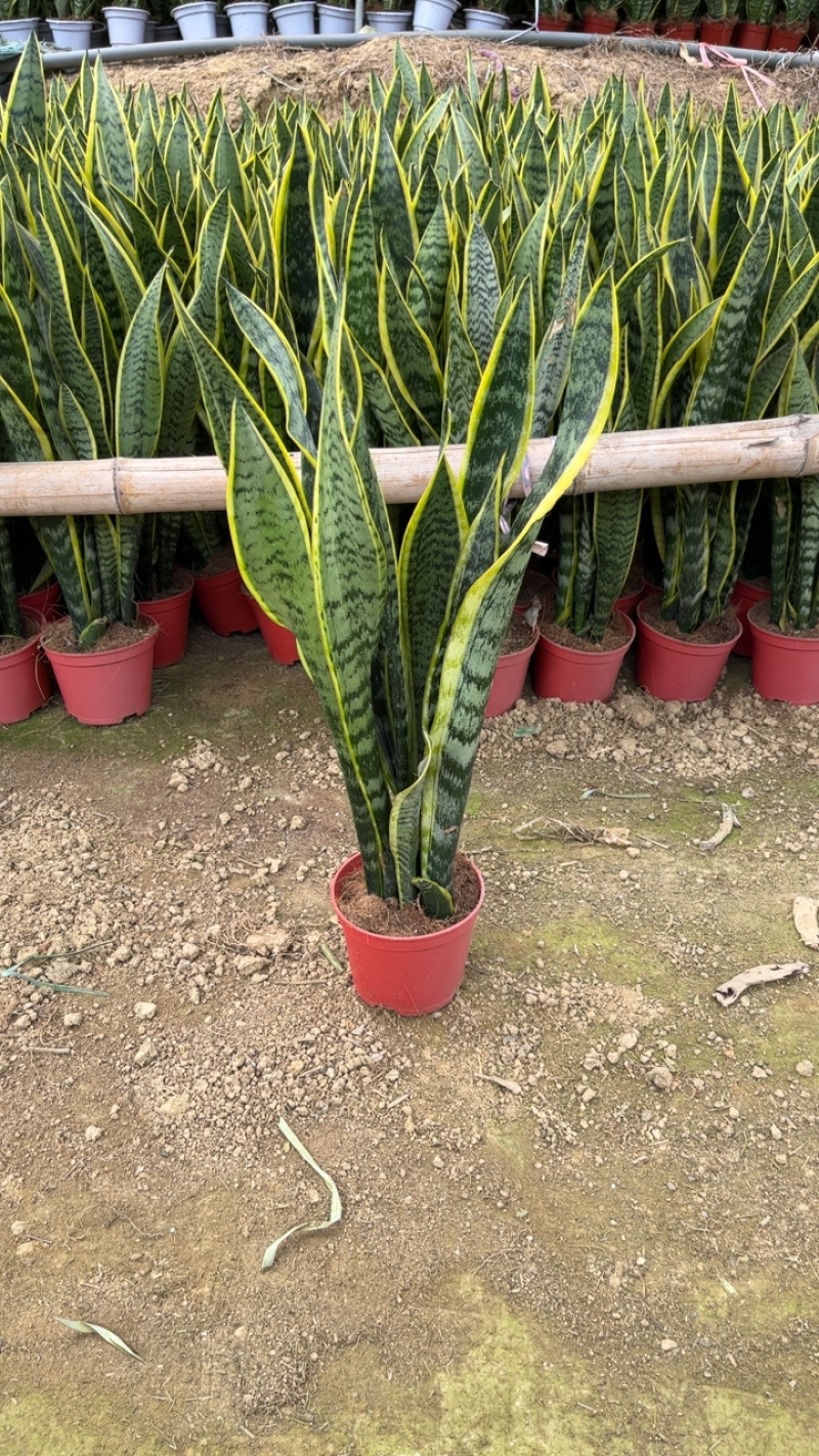 虎皮兰基地直销