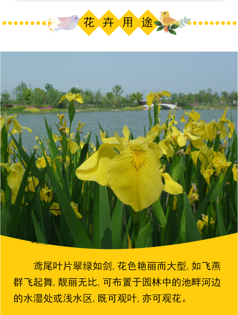 黄花鸢尾新采黄菖蒲种子花卉种子水生黄菖蒲种子水陆植物耐涝