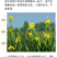 黄花鸢尾新采黄菖蒲种子花卉种子水生黄菖蒲种子水陆植物耐涝