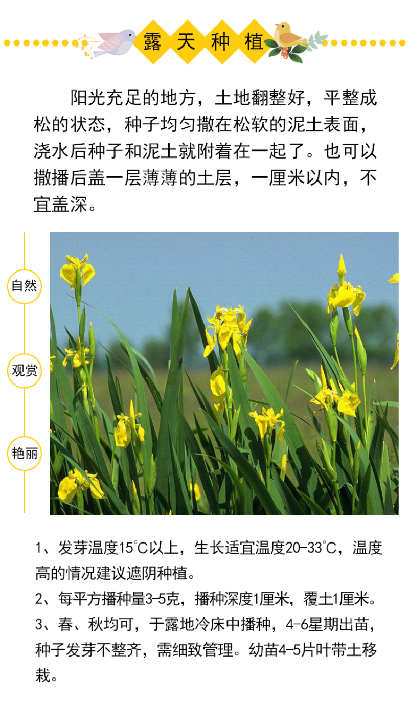 黄花鸢尾新采黄菖蒲种子花卉种子水生黄菖蒲种子水陆植物耐涝