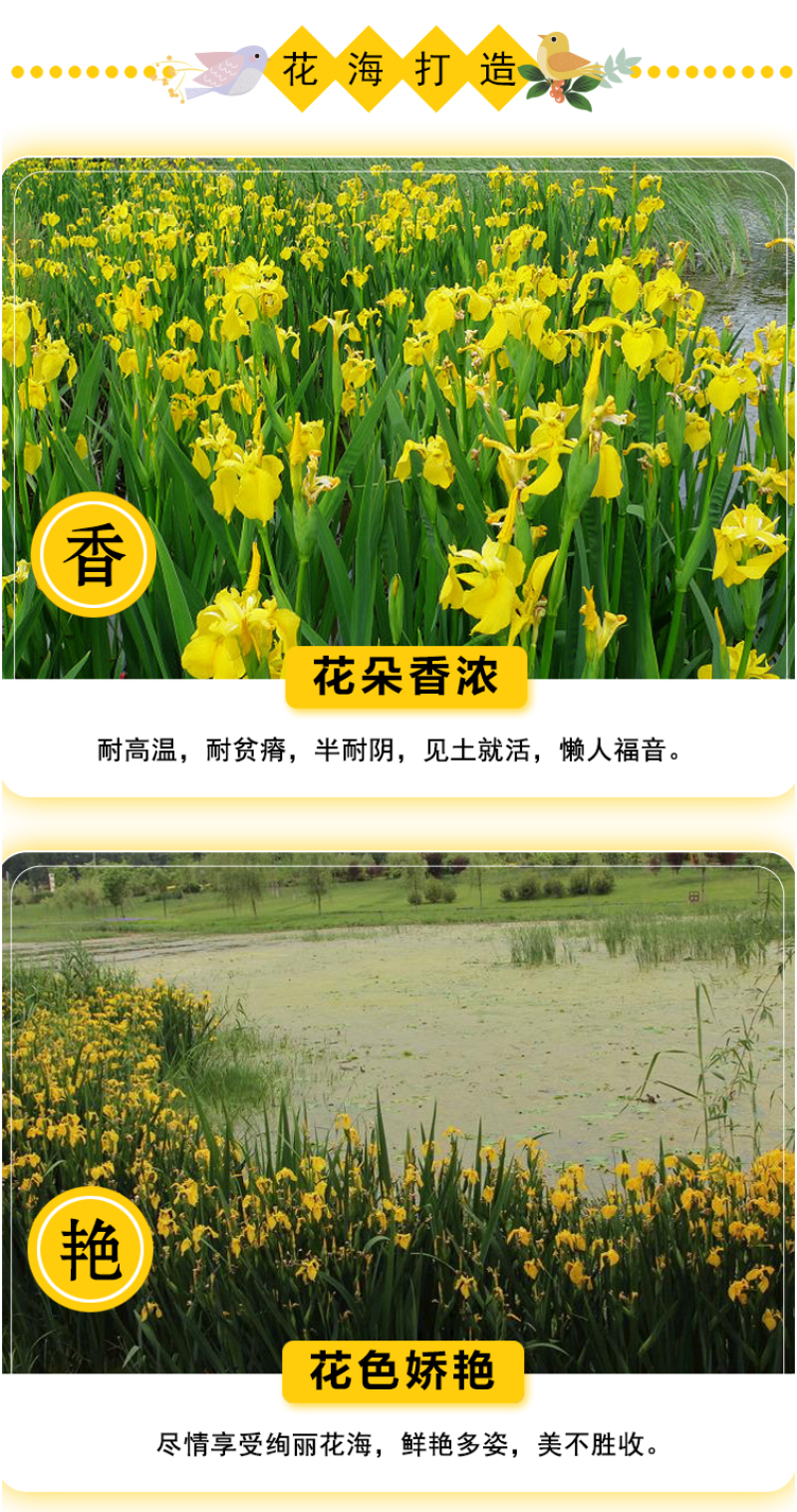 黄花鸢尾新采黄菖蒲种子花卉种子水生黄菖蒲种子水陆植物耐涝
