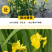 黄花鸢尾新采黄菖蒲种子花卉种子水生黄菖蒲种子水陆植物耐涝