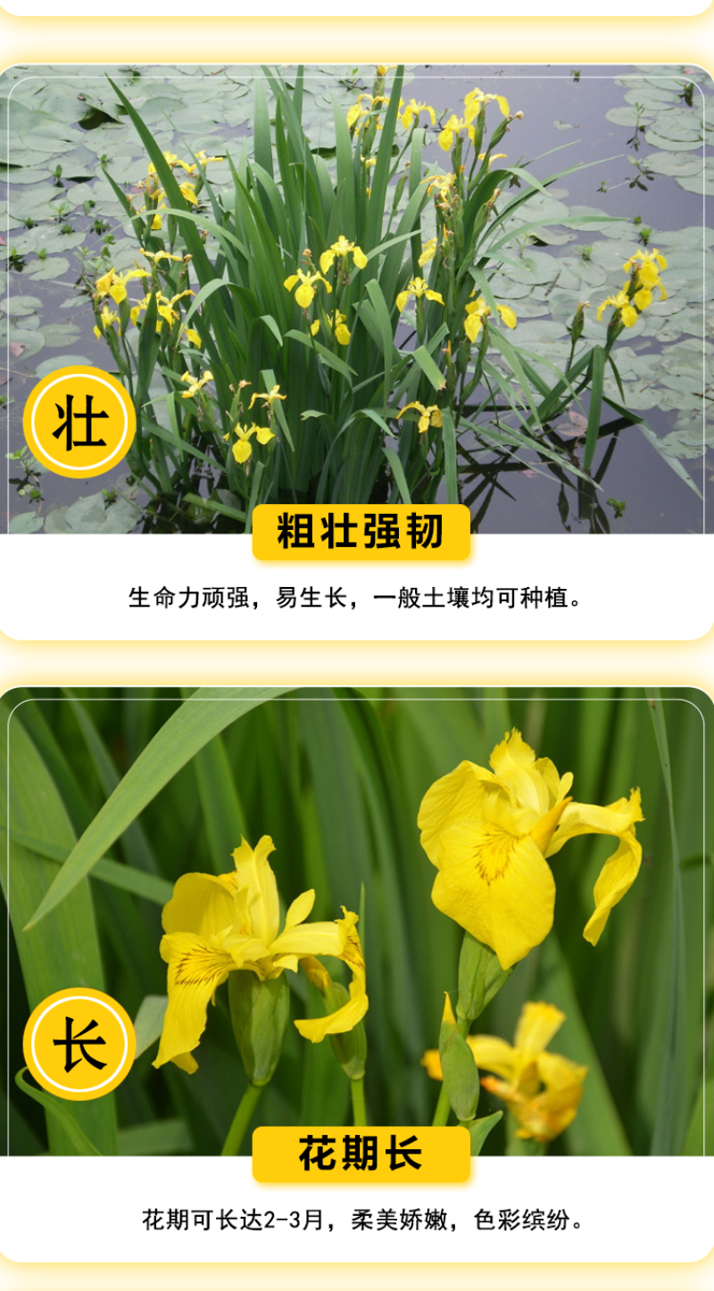 黄花鸢尾新采黄菖蒲种子花卉种子水生黄菖蒲种子水陆植物耐涝