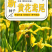 黄花鸢尾新采黄菖蒲种子花卉种子水生黄菖蒲种子水陆植物耐涝