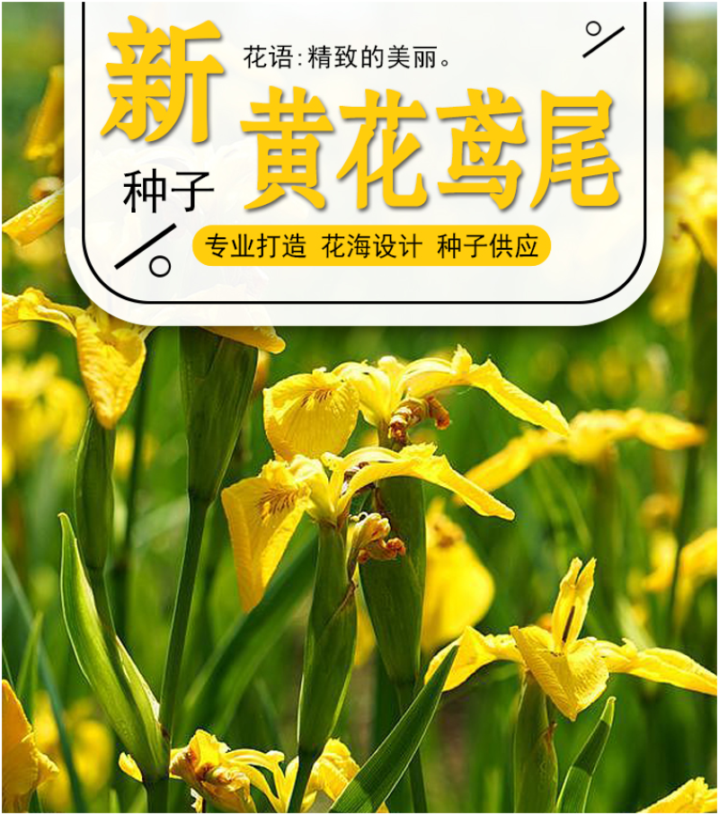 黄花鸢尾新采黄菖蒲种子花卉种子水生黄菖蒲种子水陆植物耐涝
