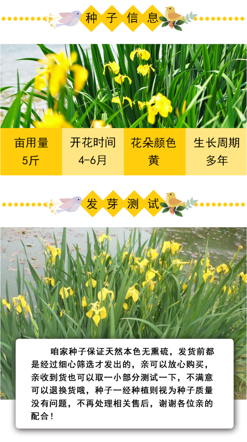 黄花鸢尾新采黄菖蒲种子花卉种子水生黄菖蒲种子水陆植物耐涝