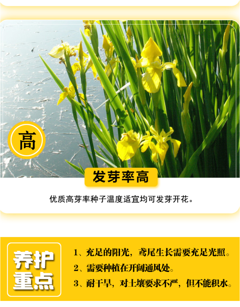 黄花鸢尾新采黄菖蒲种子花卉种子水生黄菖蒲种子水陆植物耐涝