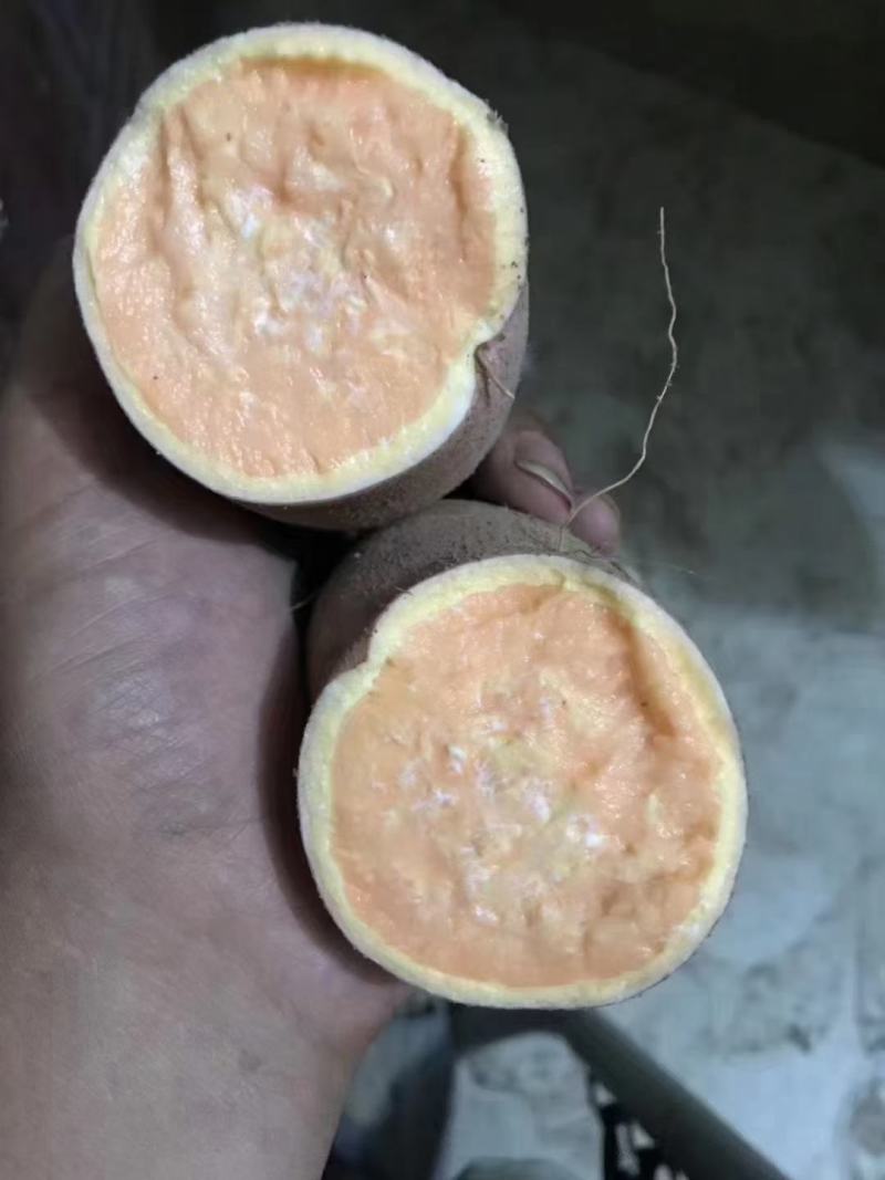 沙地龙薯九