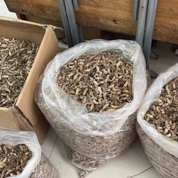 金蝉花大量有现货量大从优价格优惠