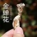 金蝉花大量有现货量大从优价格优惠