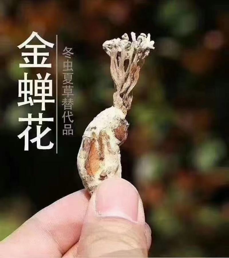 金蝉花大量有现货量大从优价格优惠