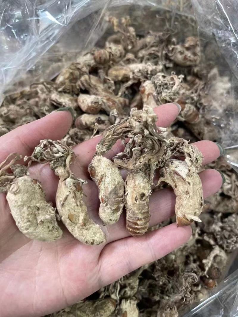 金蝉花大量有现货量大从优价格优惠